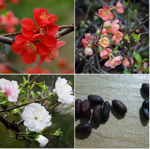 Bộ 3 gói Hạt giống hoa mai trung quốc mix màu - trắng đỏ vàng - tặng kèm 1 gói kích mầm