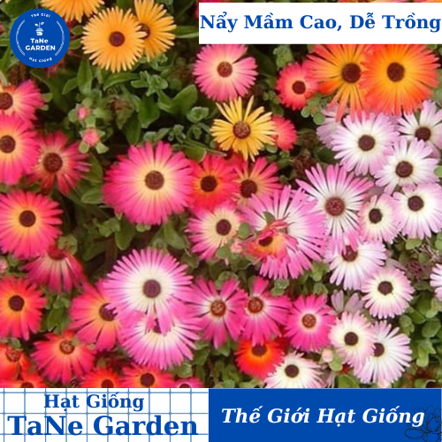 200h hạt giống hoa mười giờ châu phi mix màu - tane garden