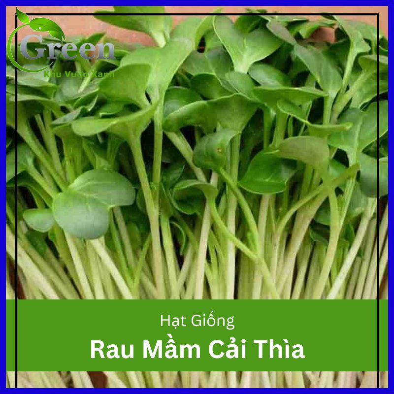 Hạt giống rau mầm cải thìa - Sản phẩm hoàn hảo cho bạn trồng rau mầm tại nhà