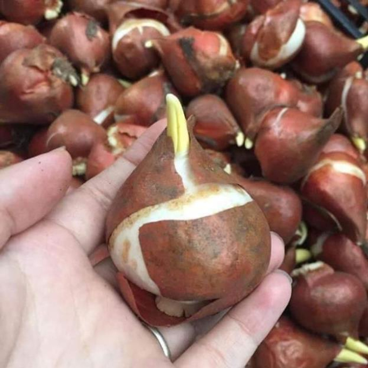 COMBO 10  CỦ GIỐNG HOA TULIP  CÓ MẦM NHƯ HÌNH ( KHÁCH ĐƯƠC CHỌN MÀU ĐỦ 9 MÀU)