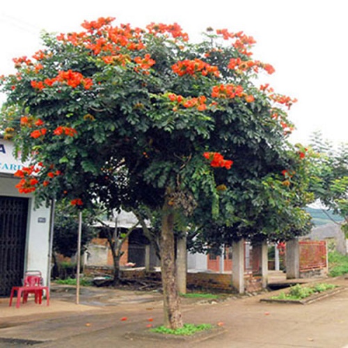 Cây muồng osaka hoa đỏ