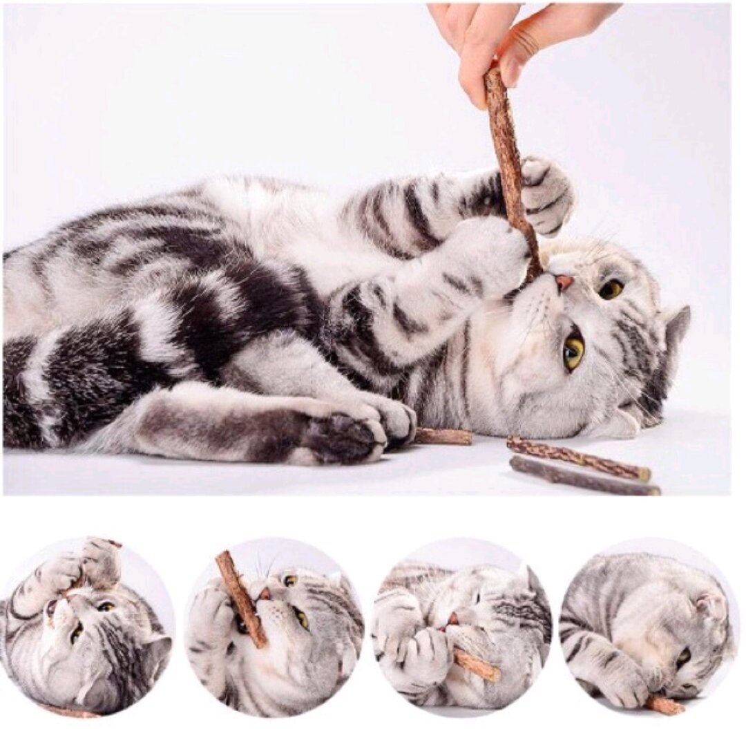 Set 5 que gỗ catnip bạc hà cho mèo nhai sạch răng