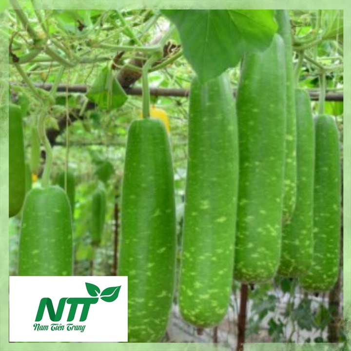 Hạt giống bầu sao trái ngắn f1 - bầu sao trái dài tn