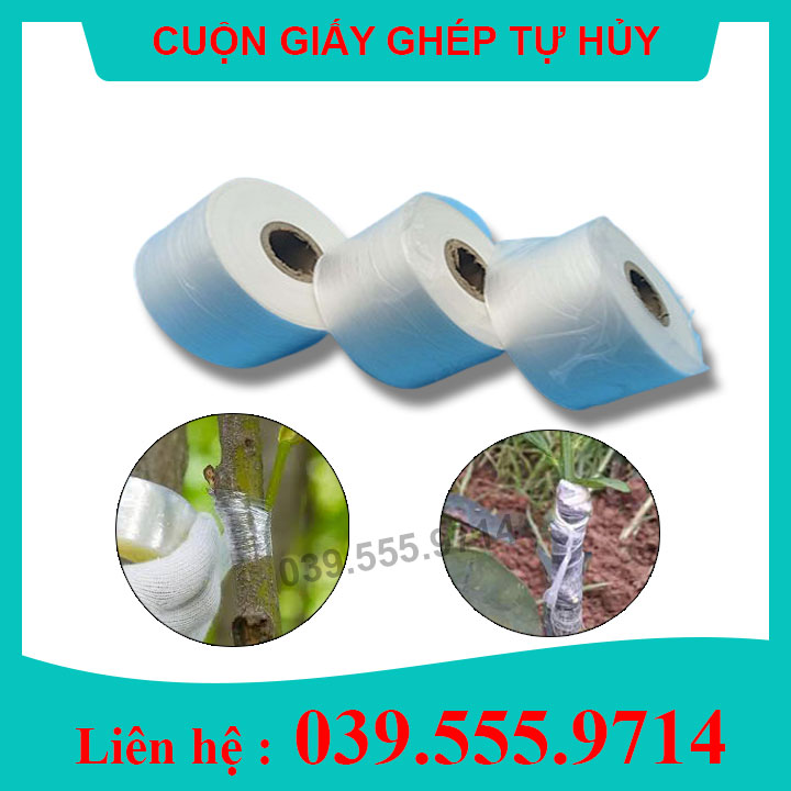 Giấy ghép cây tự hủy 10cm -băng keo ghép cây giúp bảo vệ mối ghép