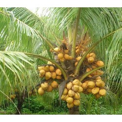 dừa xiêm lùn đỏ