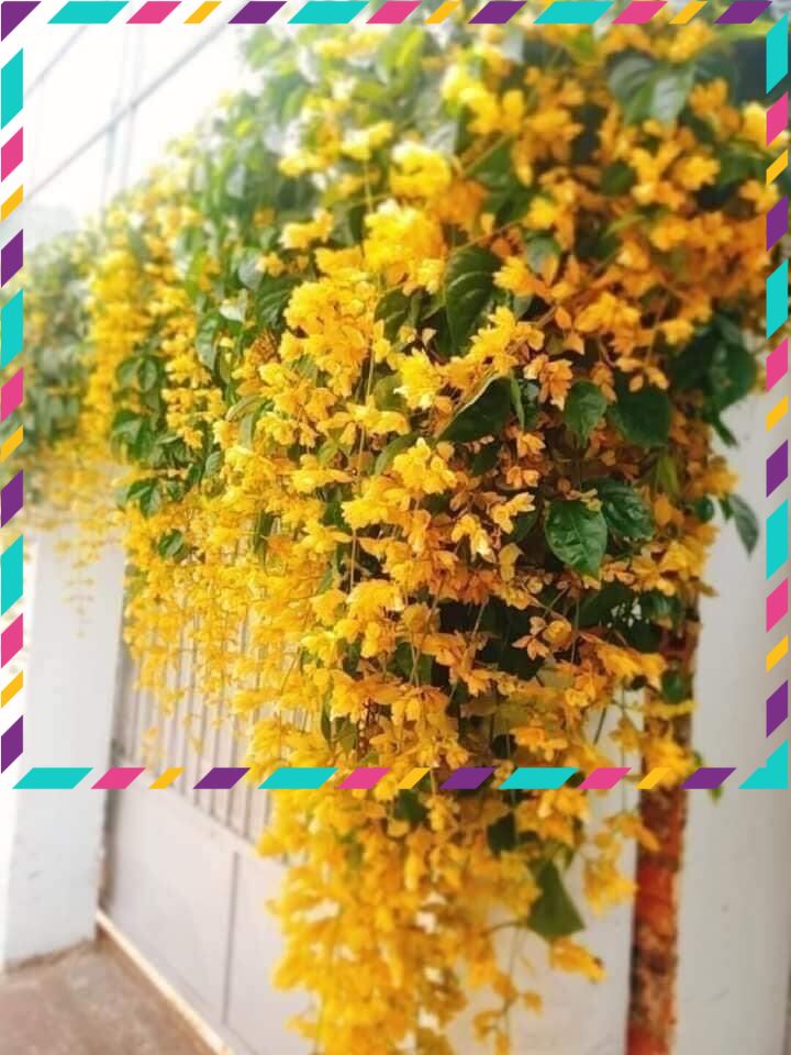 Cây giống hoa lan hoàng dương