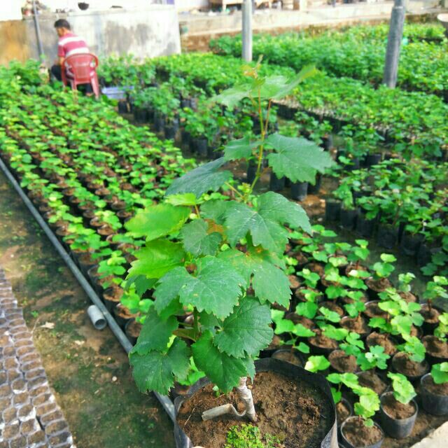 NHO MẪU ĐƠN - cây giống năng xuất