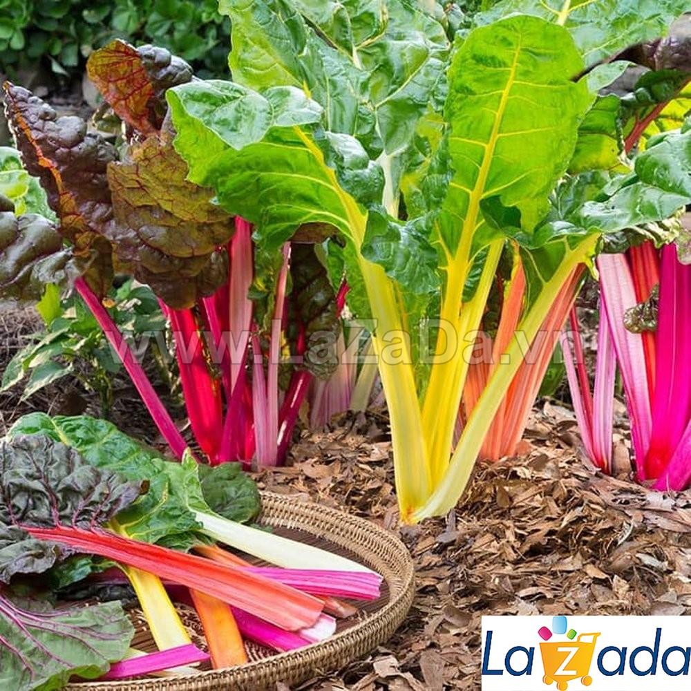 10Gr Hạt Giống Cải Cầu Vồng (A2.202| Z3*X45*M037)