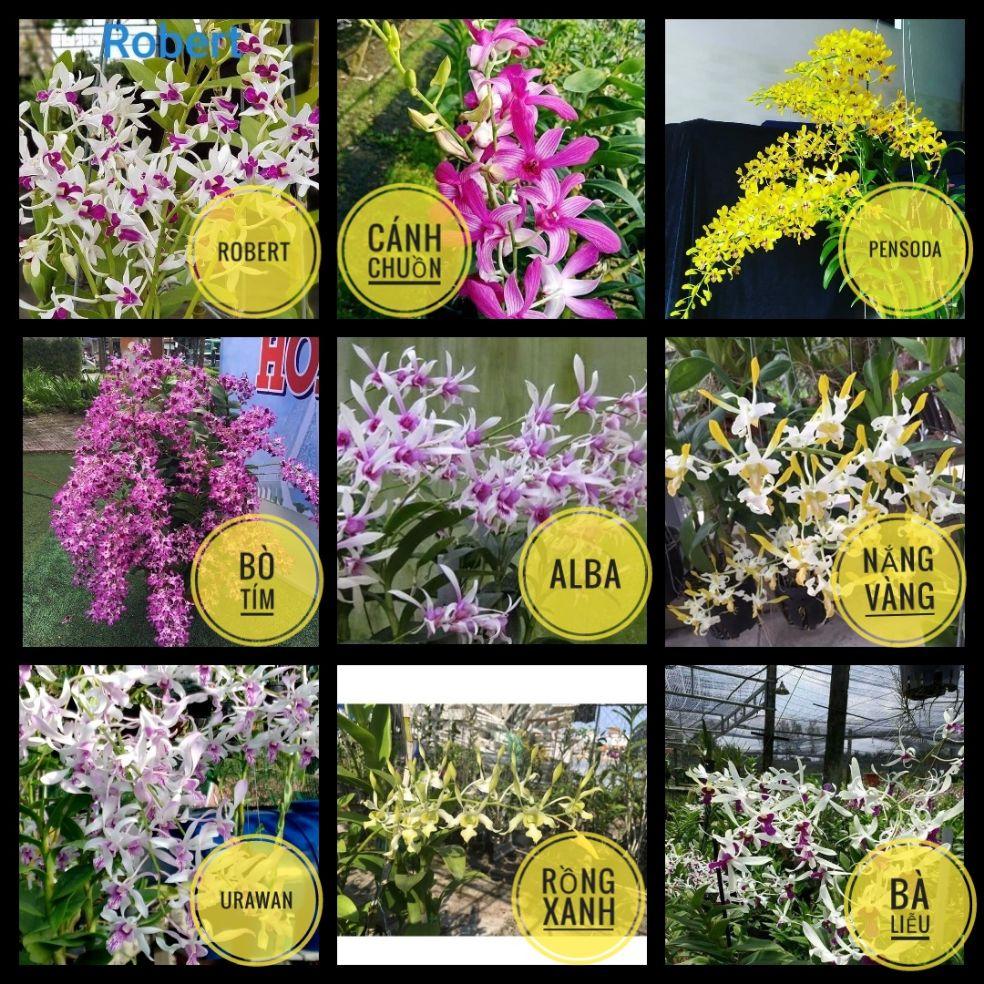 combo 9 loại denro nắng