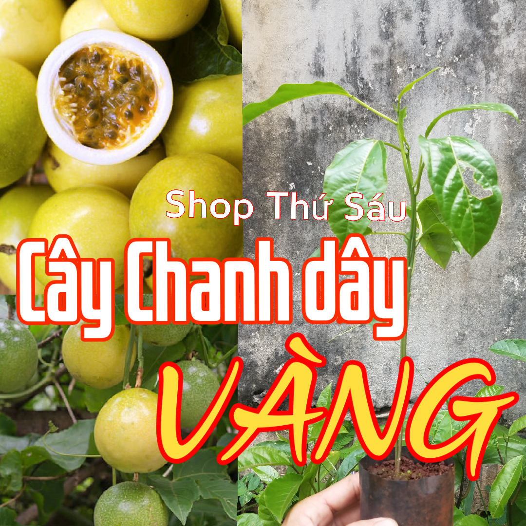 Cây chanh dây vàng