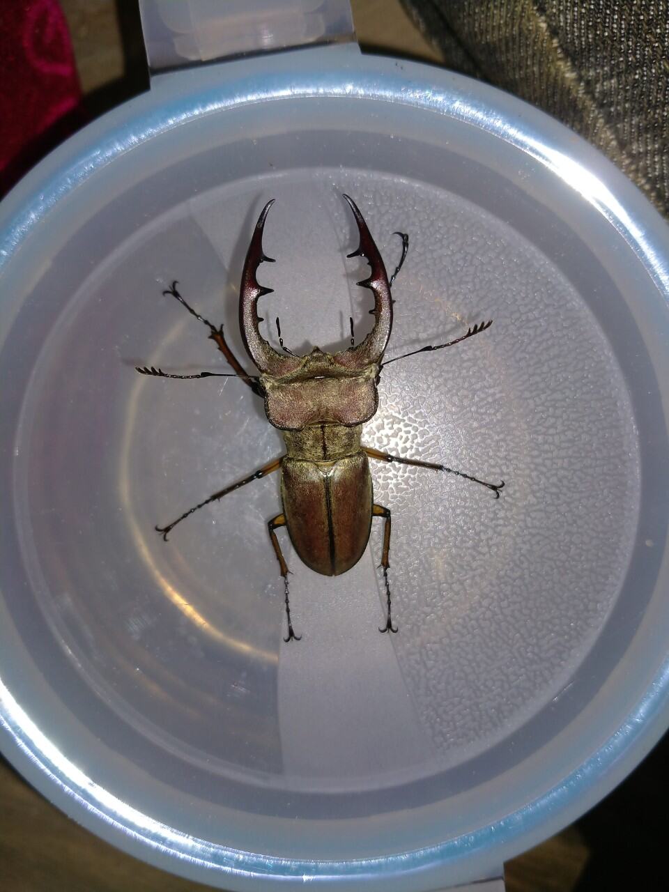 Bọ cánh cứng Stag Beetle, bọ hai sừng đẹp