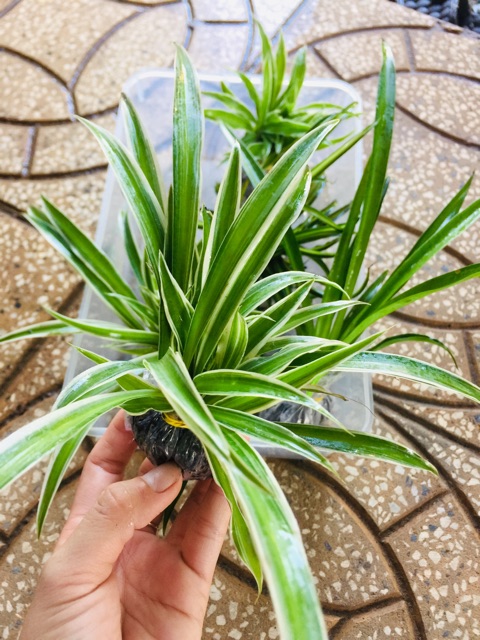 Cây giống cỏ lan chi
