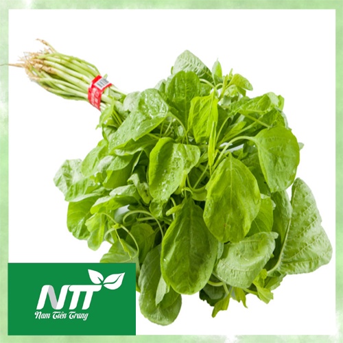 Hạt giống rau dền xanh - dền tía - dền đỏ - dền cơm tn