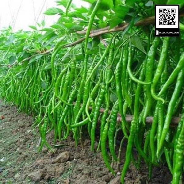 Hạt giống ớt ngọt trái dài