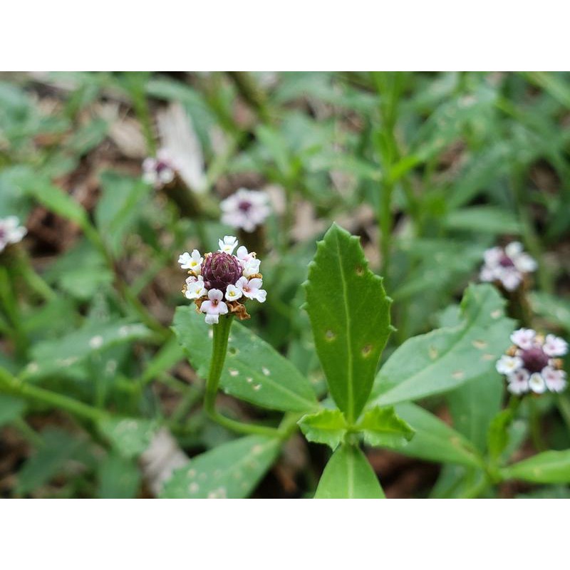 Lức Dây (Lức Lan) Khô 500g