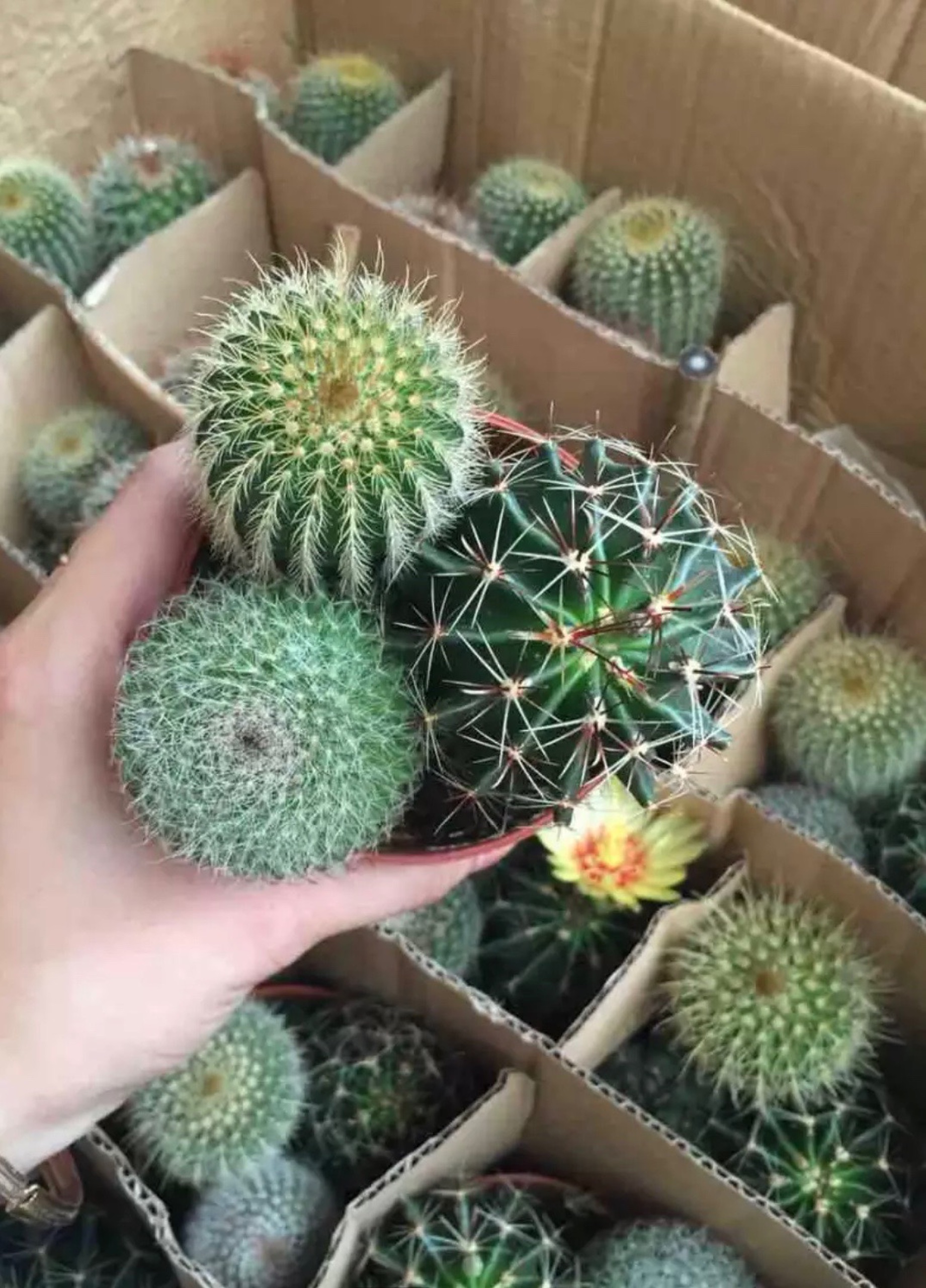 Cây xương rồng