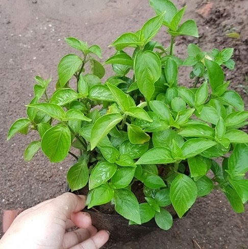 Cây giống lá cẩm tím , đỏ