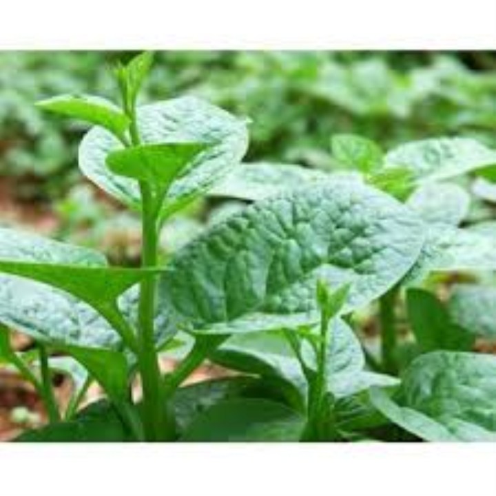 hạt giốnrau mùng tơi 10 gram