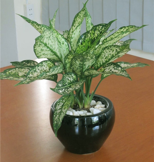 [Cây phong thủy] Cây Ngọc Ngân - có ý nghĩa mang đến sự may mắn, tài lộc - CayGiongTot