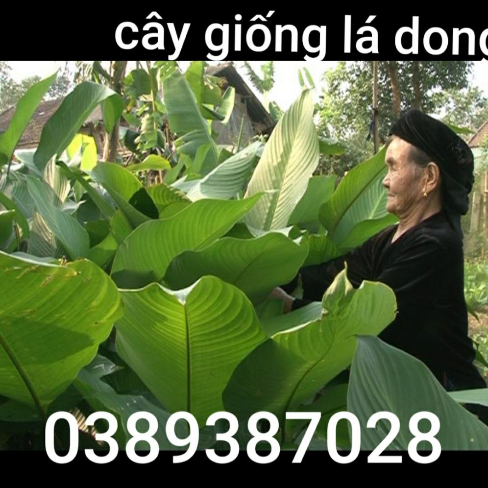 cây giống lá dong,1 bụi