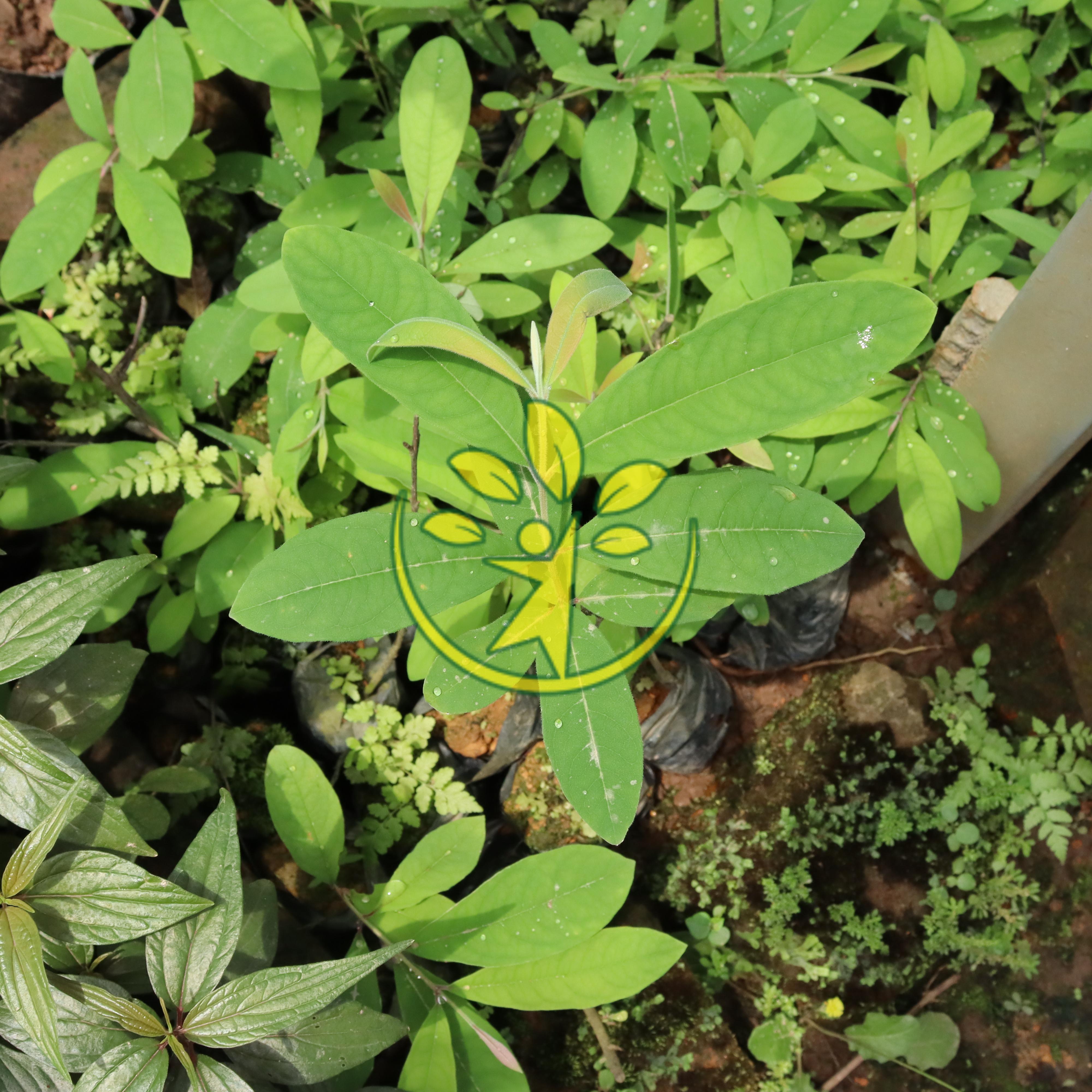 Bầu giống thành ngạnh (đỏ ngọn) - Thanh toán trước tặng phân bón bất kì