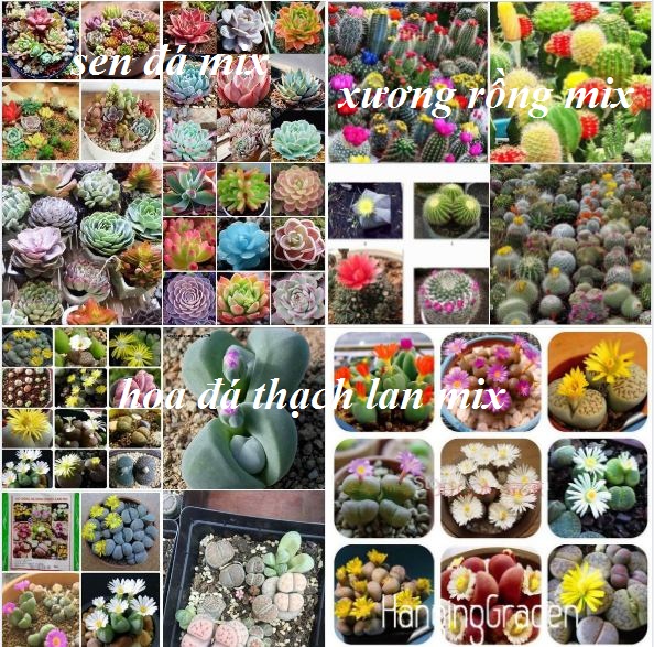Combo 3 gói hạt giống (Sen Đá 200 hạt +Xương Rồng 20 hạt+Đá Sống 10 hạt )
