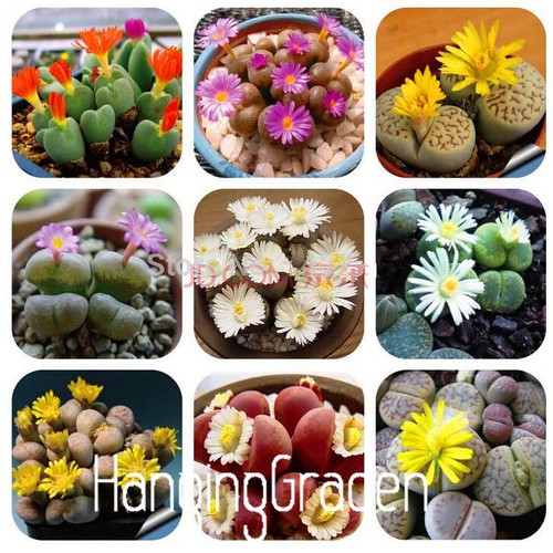 Hạt giống Đá sống (thạch lam) mix – 15hạt