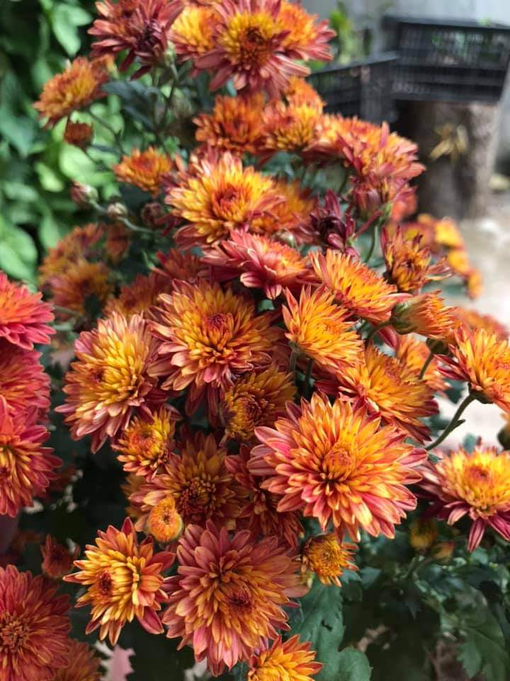 Cúc Nhí Đỏ N6, cây giống cúc trồng lâu năm, cây khỏe bầu nhiều rễ ổn định