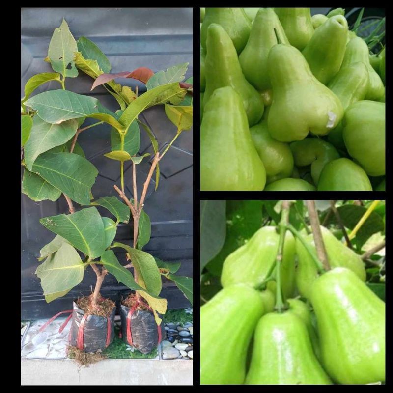 Cây mận xanh tam hoa
