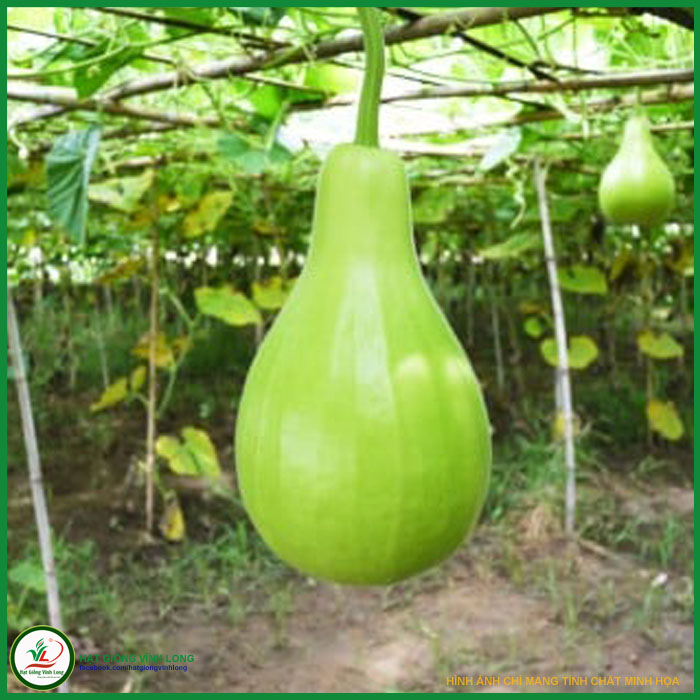 Hạt giống bầu bóng đèn rd 401 - 1g