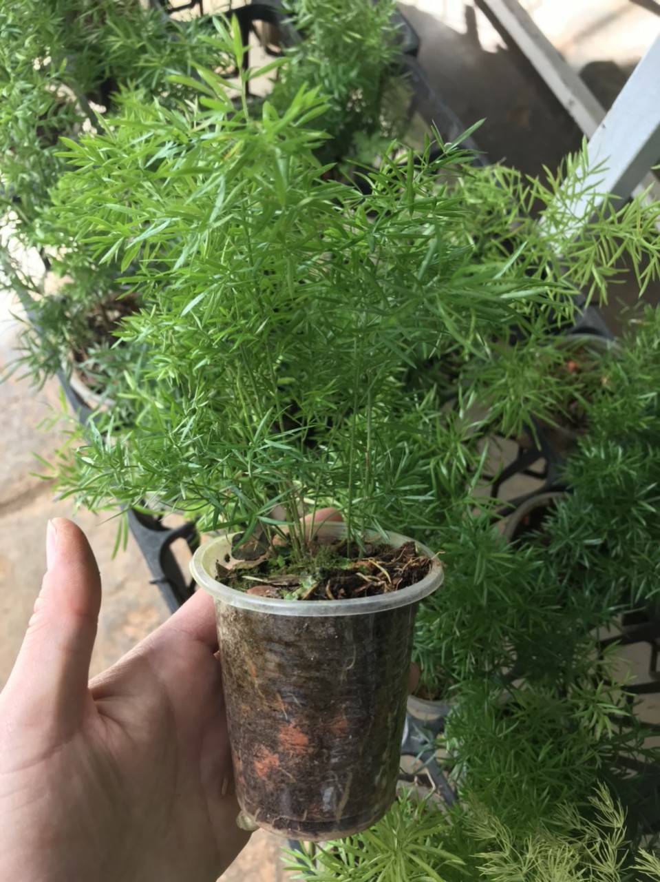 Tùng Hồ ly, Tùng đuôi chồn loại nhỏ để bàn,cây sân vườn, chịu nắng