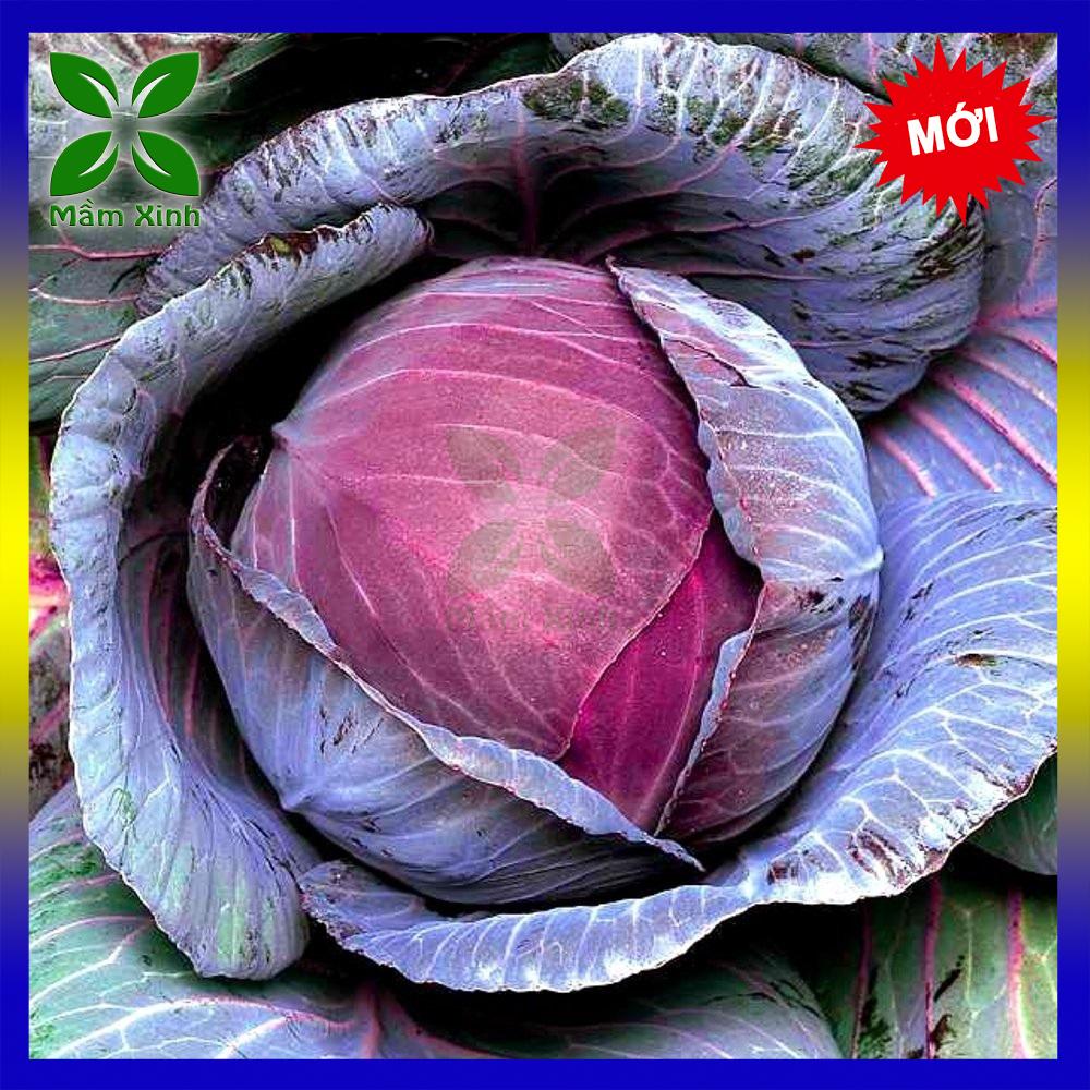 Hạt giống bắp cải tím nhật bản tn198