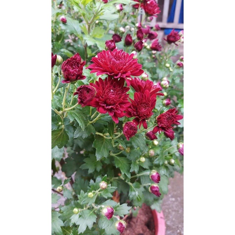 Cúc cổ sơn la - hoa cúc cổ đỏ ♥️siêu giảm giá♥️