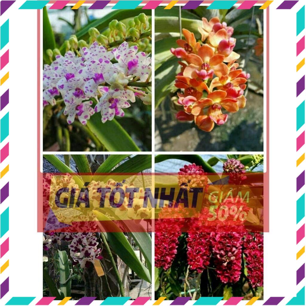 Hoa lan đai châu