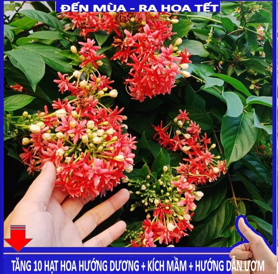 MJ254 Hạt giống Hoa leo sử quân tử 10 hạt