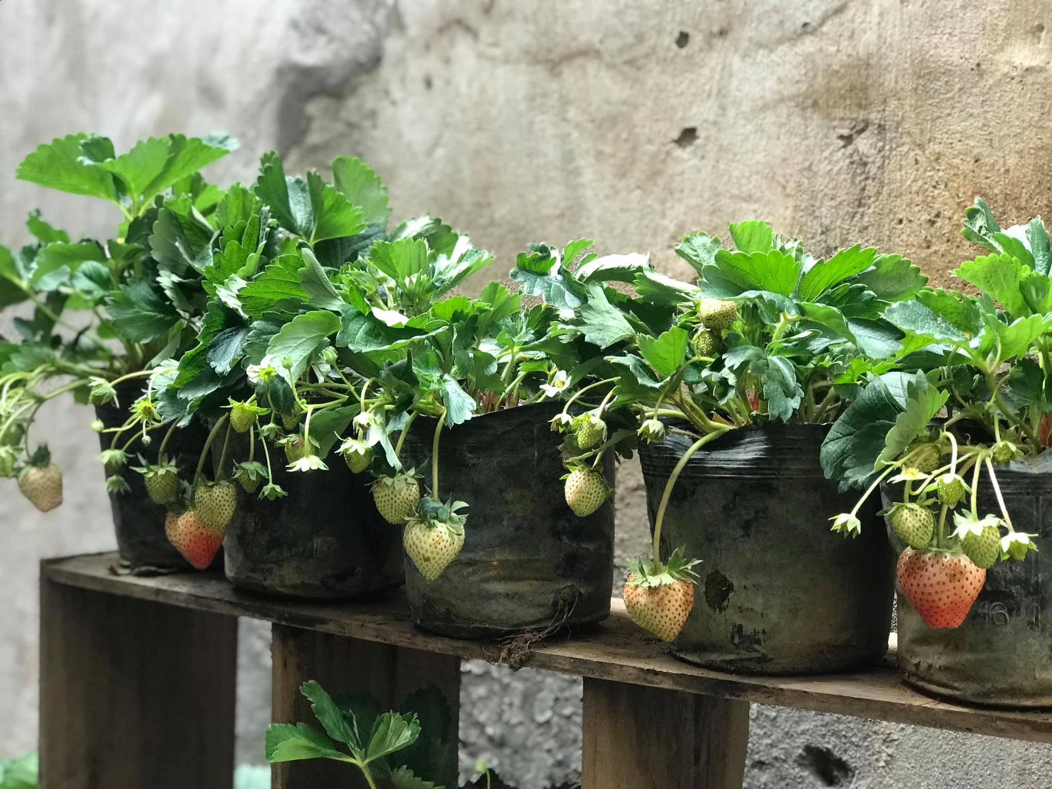 2 bầu dâu tây đang hoa và quả giống nhật ngọt thơm