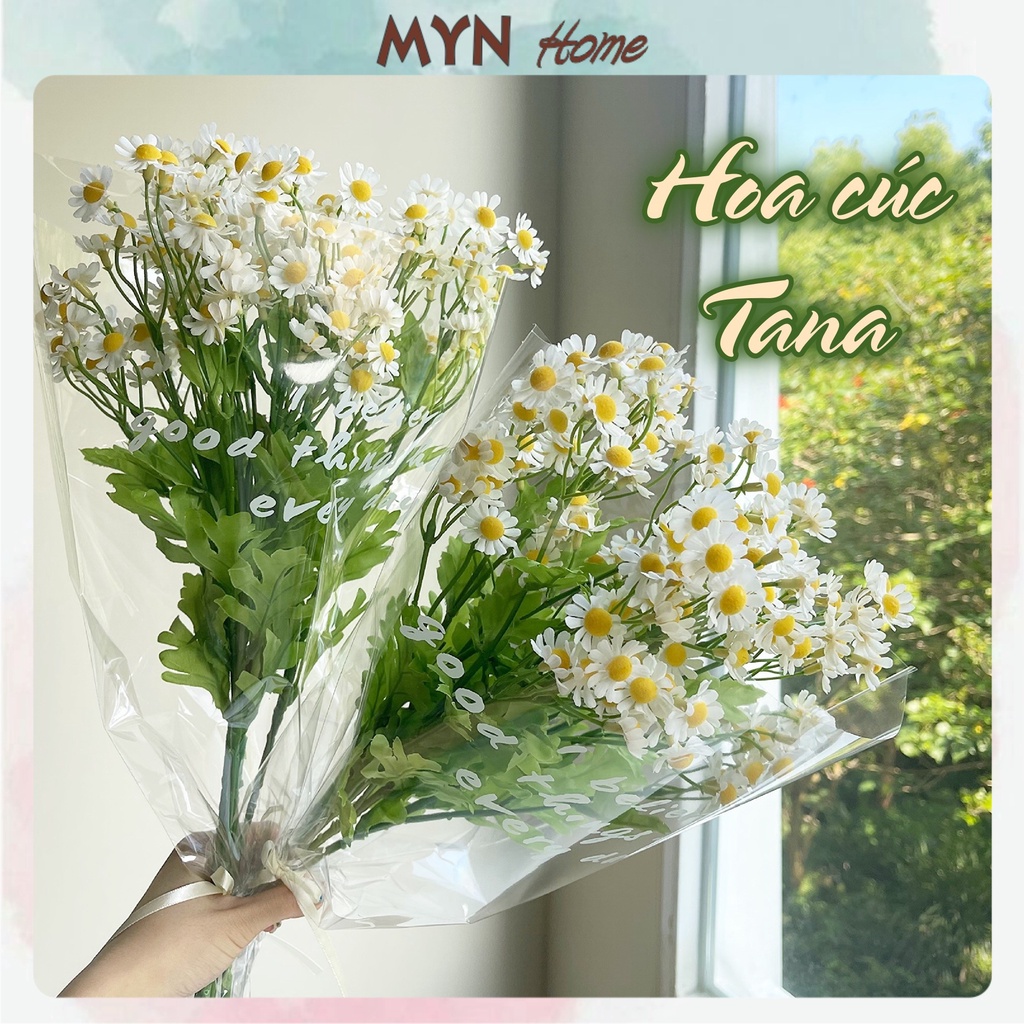 Hoa cúc họa mi, cúc tana, hoa nhí trang trí decor chụp ảnh MYN Home