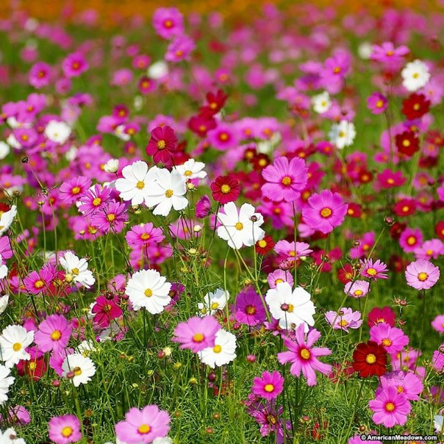 1 lạng hạt giống hoa sao nhái nhiều màu ( 100gram)