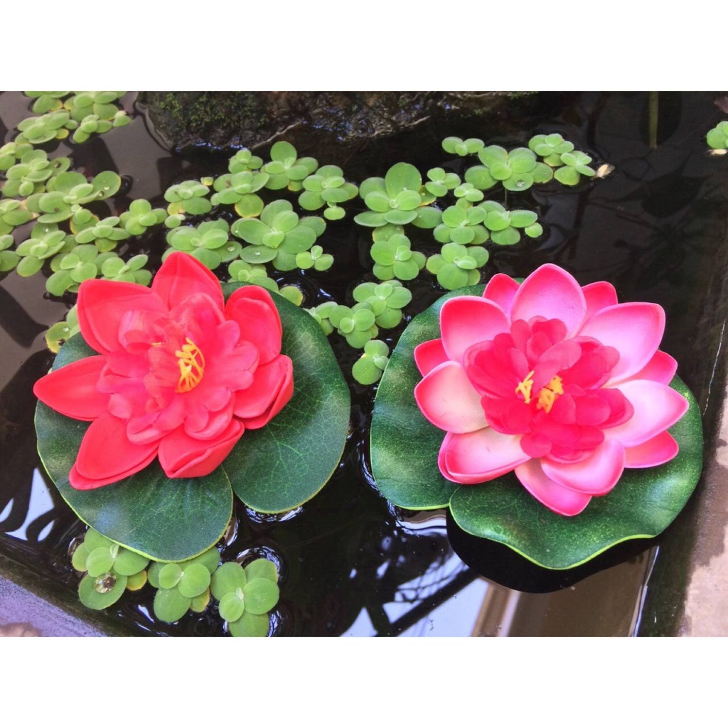 Bông sen nổi trang trí hồ cá