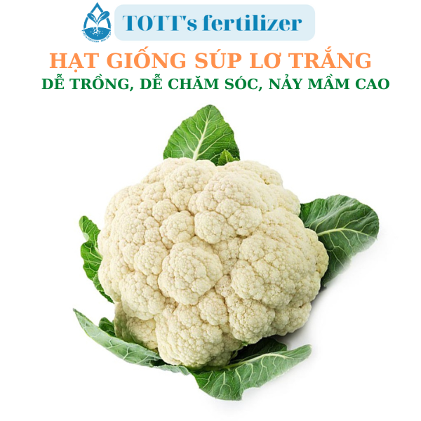 Hạt giống súp lơ trắng dễ nảy mầm dễ trồng TOTT's fertilizer