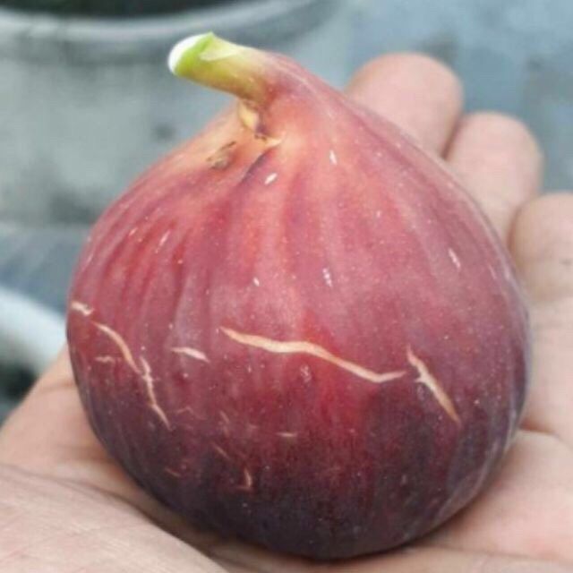 Cây Giống Sung Mĩ Nhập Khẩu.Có Quả Sau 3 Tháng Trồng