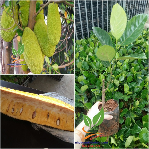 (SỐC VỀ GIÁ) Cây MÍT QUẢ DÀI, giống mít MALAYSIA ghép, cây giống F1 nhập khẩu QUÁ ĐẸP