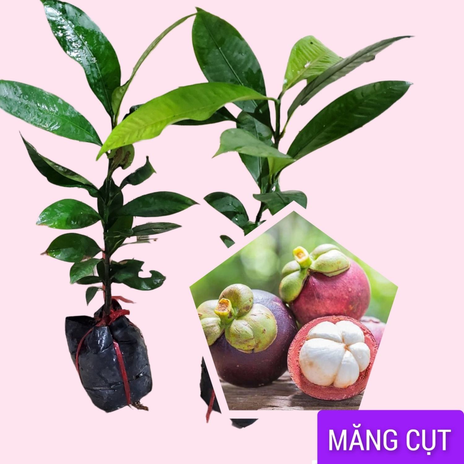 Cây giống Măng cụt ta ươm hạt cao 40cm