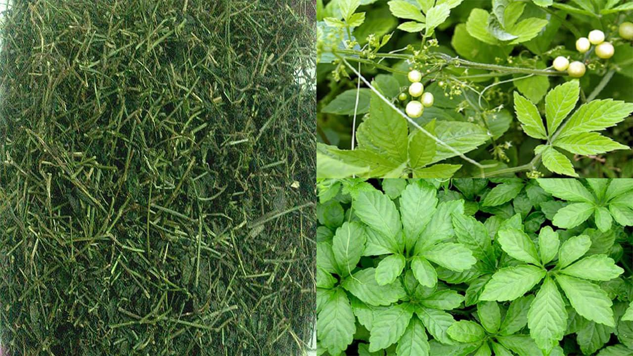 Trà giảo cổ lam