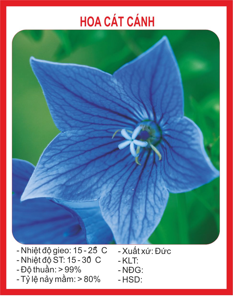 Hạt giống Hoa Cát Cánh 50 Hạt