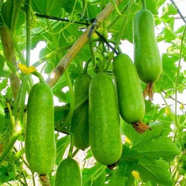 Hạt Giống Bí Đao Chanh F1 - 20 hạt