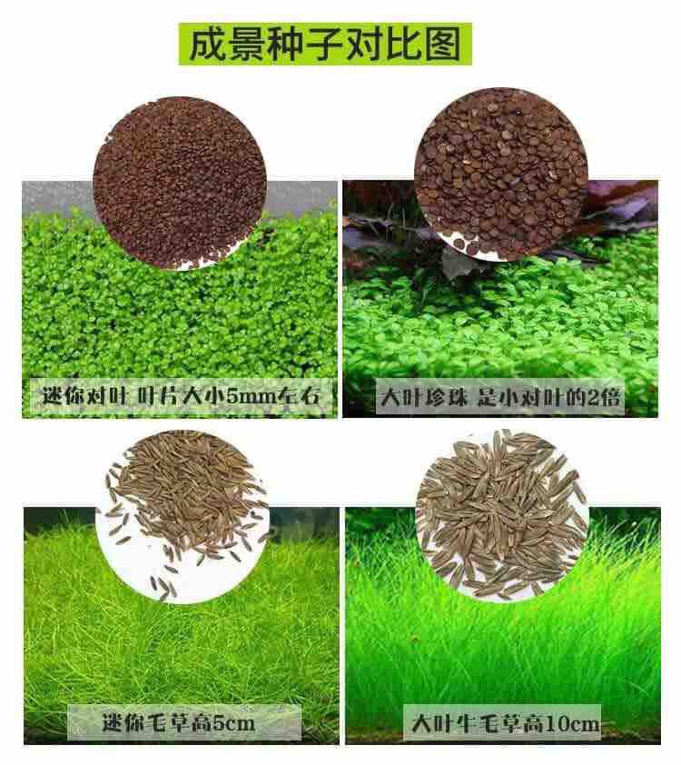 Hạt giống thuỷ sinh. Cỏ tình yêu