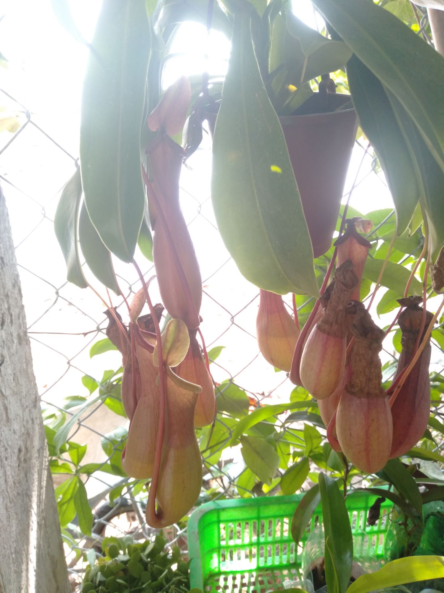 thanh lý Cây lan ấm, bắt mồi. giao hàng cả chậu