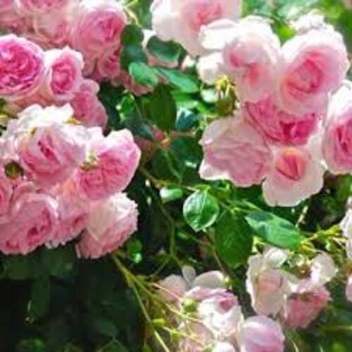 Gói Hạt giống hoa hồng leo Pháp Mix nhiều màu gói 5 hạt