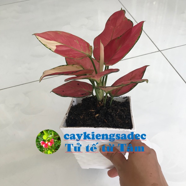 caykiegnsadec - Cây vạn Lộc đỏ chậu nhựa (đen hoặc trắng) + hoa kiểng lá - trang trí nội thất cảnh quan sân vườn ngoài trời